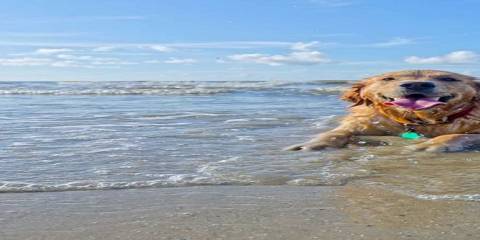 are dogs allowed on the beach in galveston